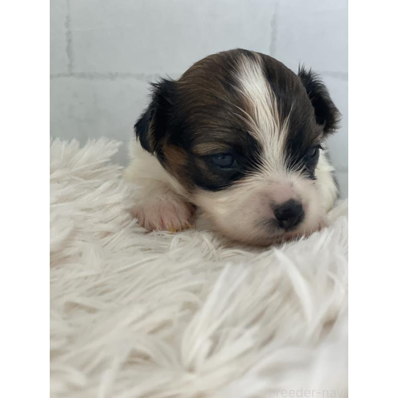 販売中の千葉県のパピヨン-449506の2枚目