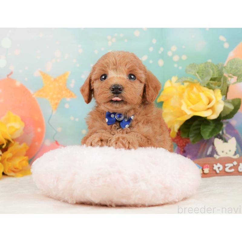 販売中の静岡県のトイプードル-450918の4枚目