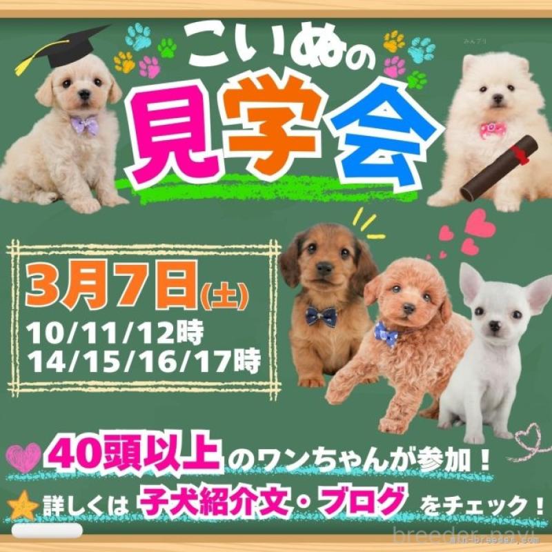 販売中の静岡県のトイプードル-450919の16枚目