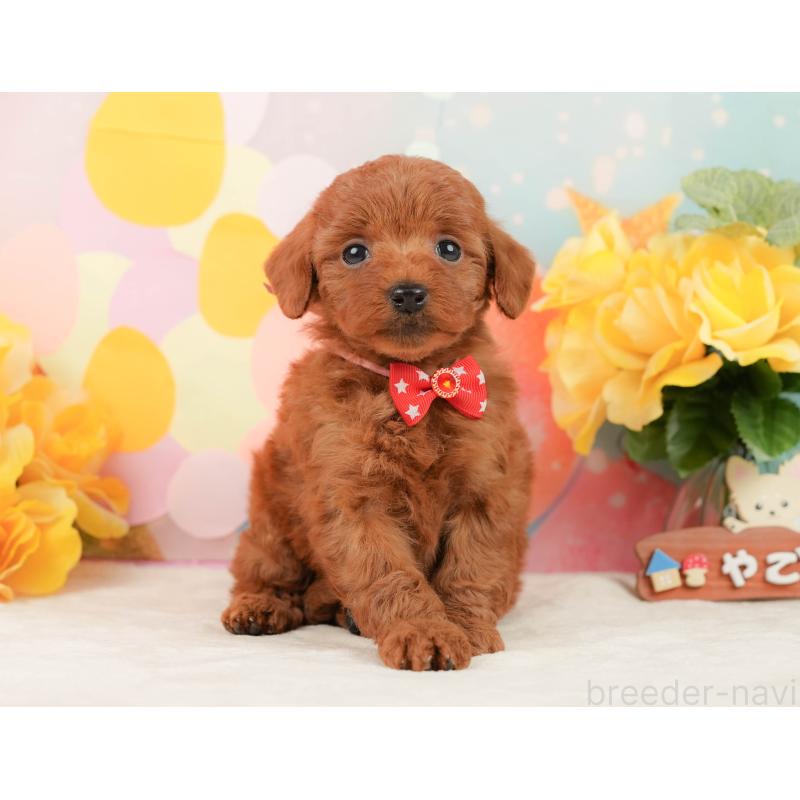 販売中の静岡県のトイプードル-450919の10枚目