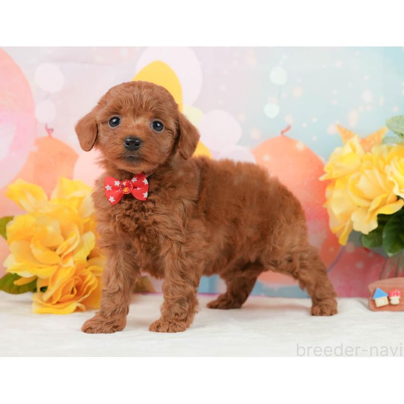 販売中の静岡県のトイプードル-450919の9枚目