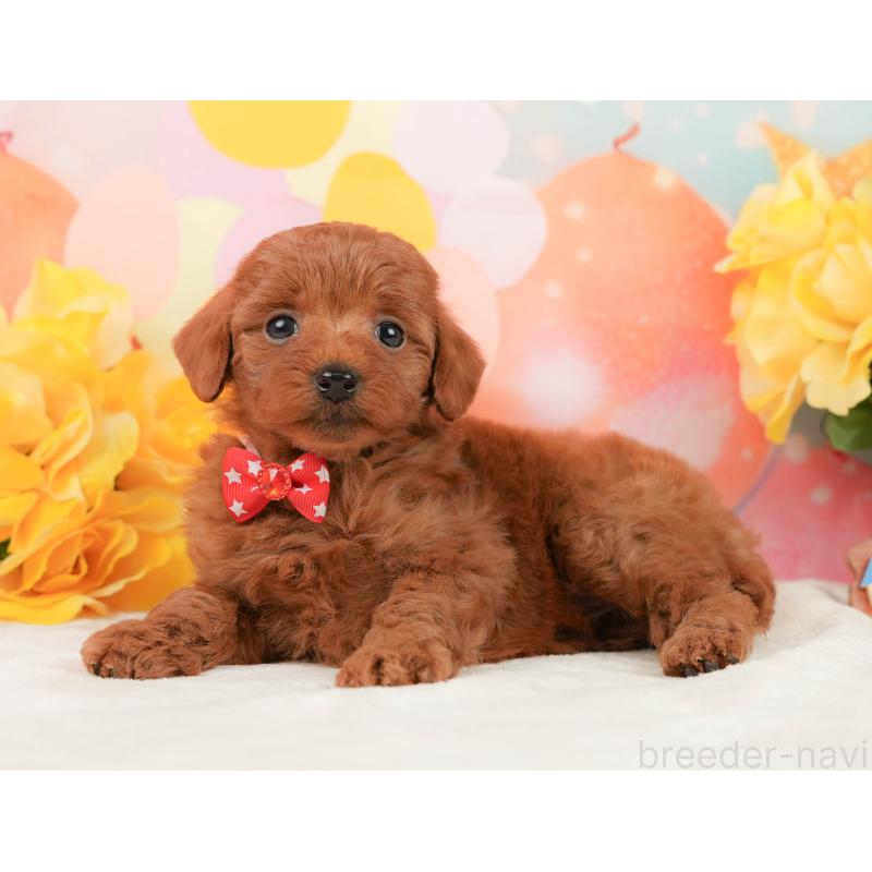 販売中の静岡県のトイプードル-450919の8枚目