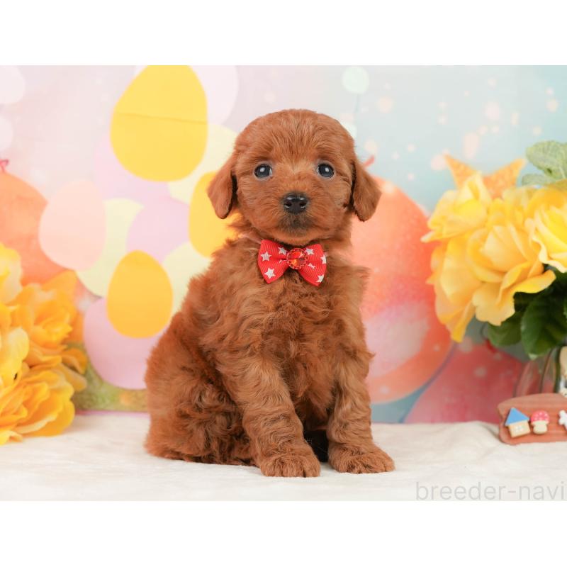 販売中の静岡県のトイプードル-450919の7枚目