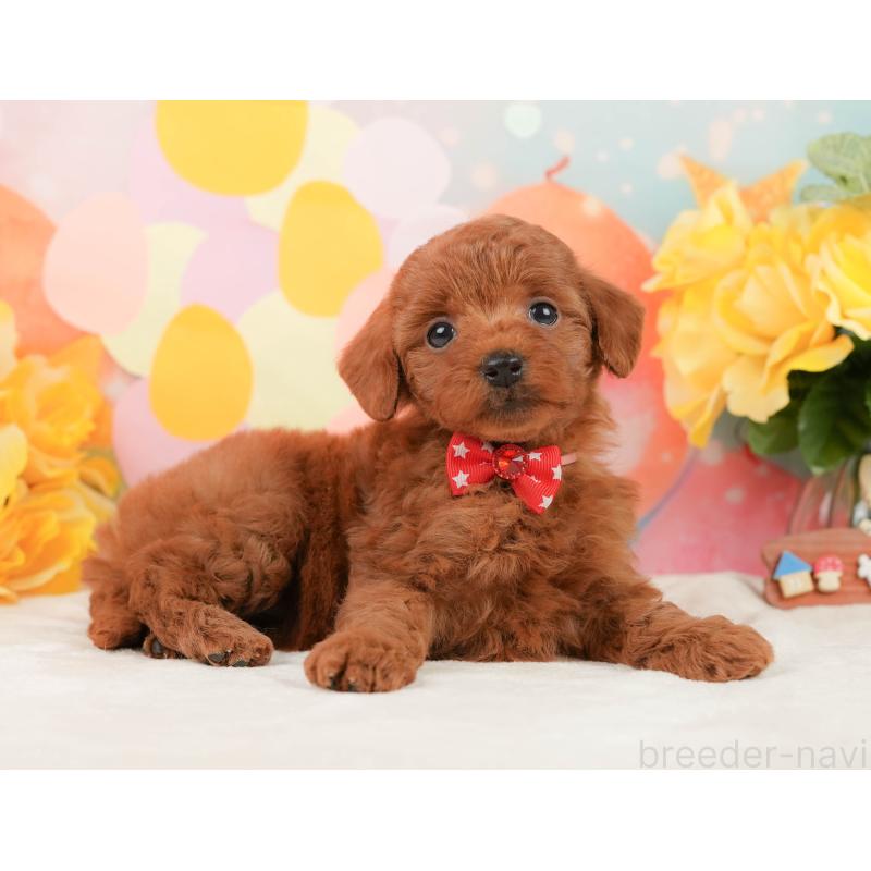 販売中の静岡県のトイプードル-450919の6枚目