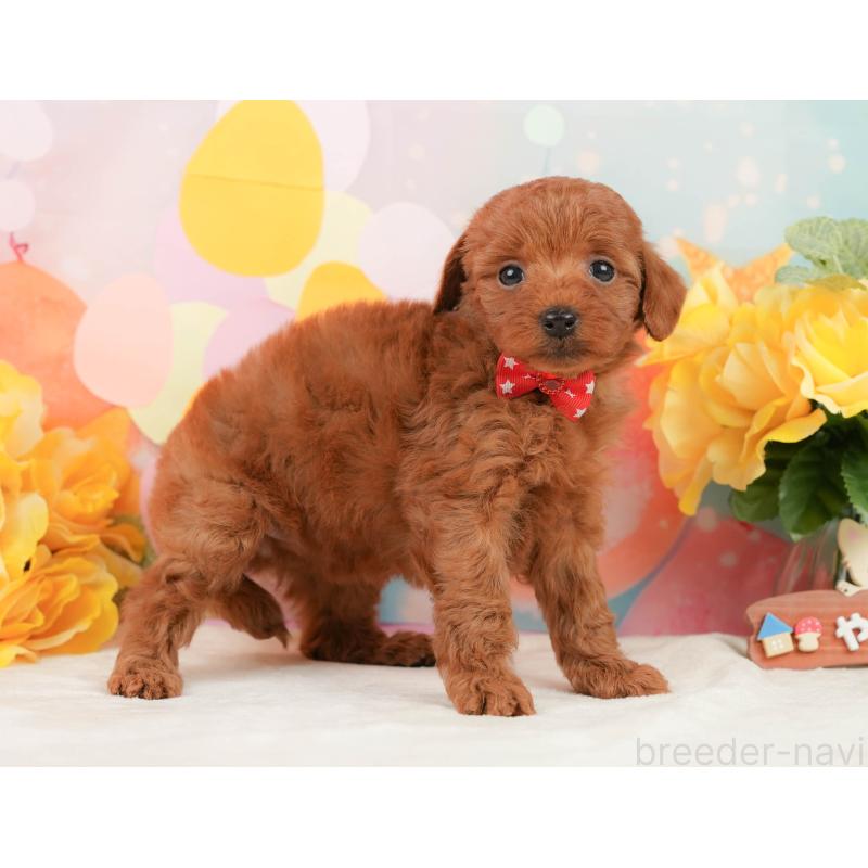 販売中の静岡県のトイプードル-450919の5枚目