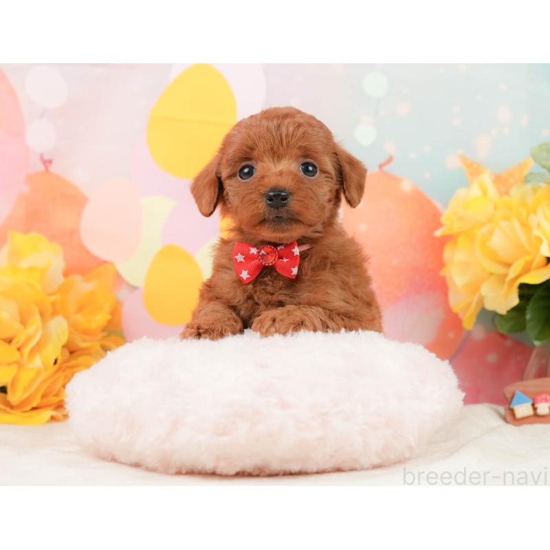 販売中の静岡県のトイプードル-450919の4枚目