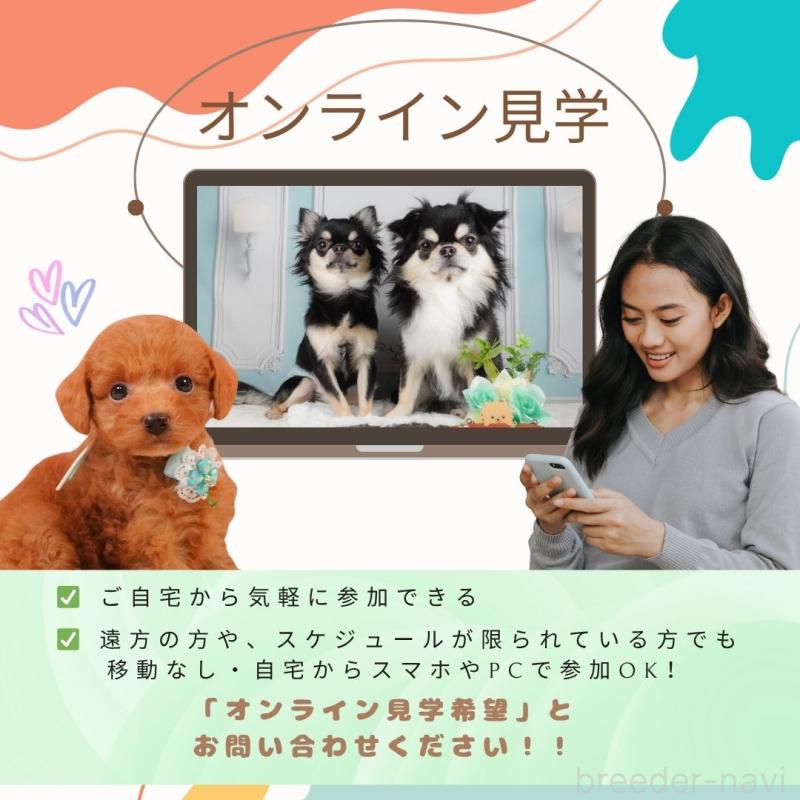 販売中の静岡県のトイプードル-450921の19枚目