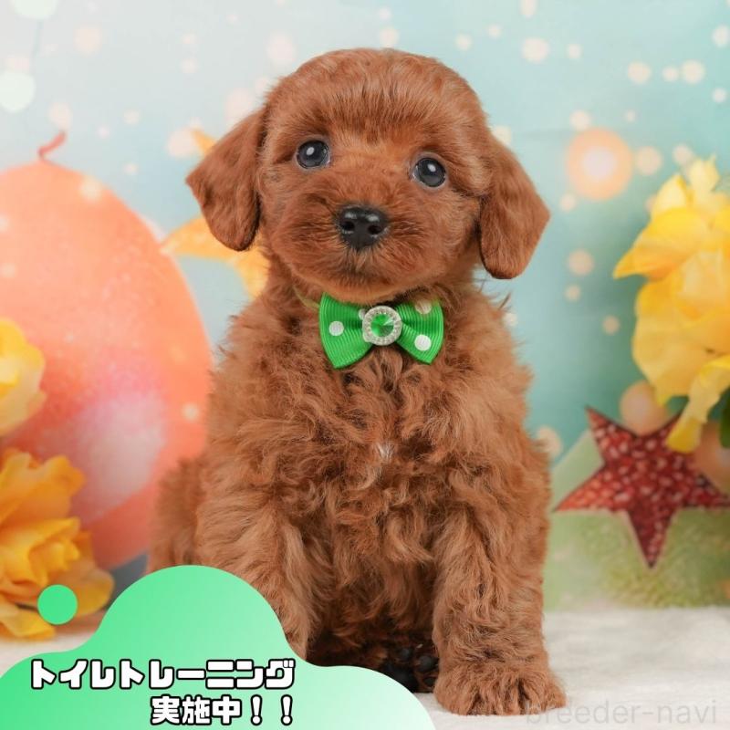 販売中の静岡県のトイプードル-450921