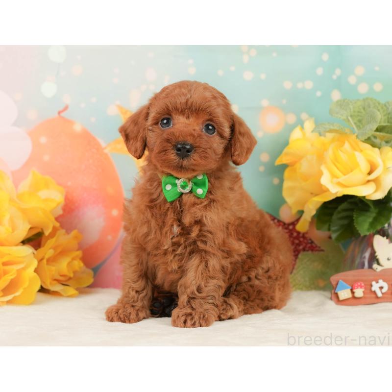 販売中の静岡県のトイプードル-450921の10枚目