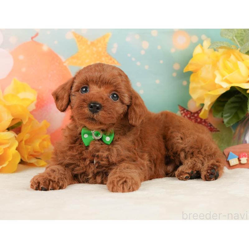 販売中の静岡県のトイプードル-450921の9枚目