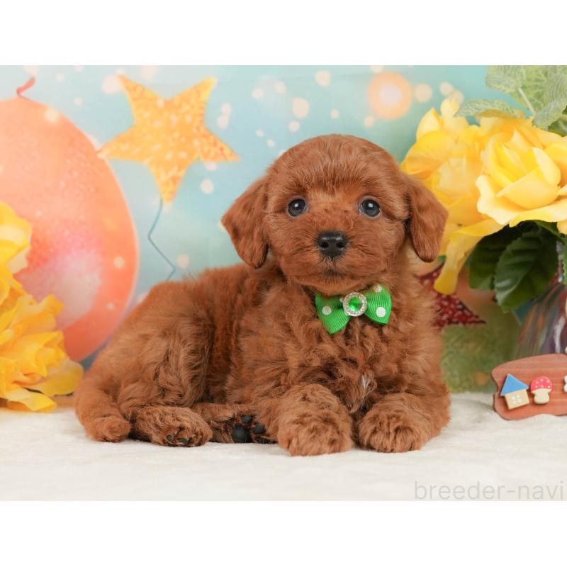 販売中の静岡県のトイプードル-450921の8枚目