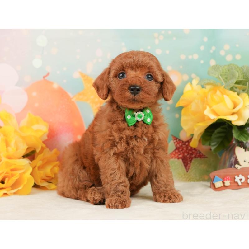 販売中の静岡県のトイプードル-450921の7枚目