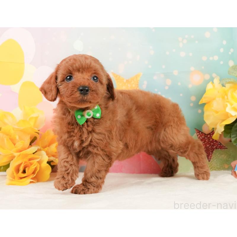 販売中の静岡県のトイプードル-450921の6枚目