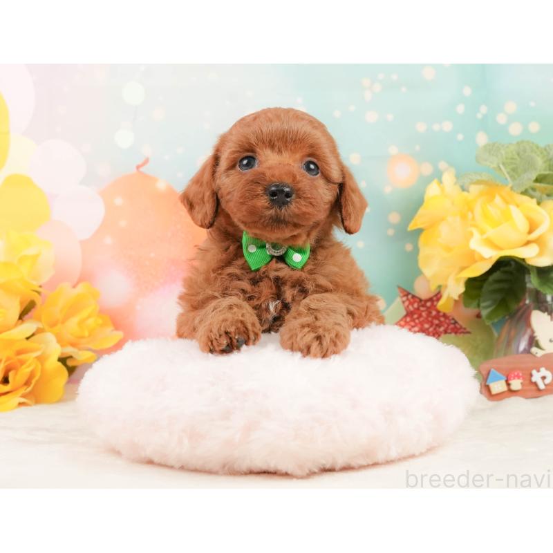 販売中の静岡県のトイプードル-450921の5枚目