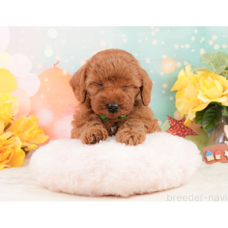 販売中の静岡県のトイプードル-450921の4枚目