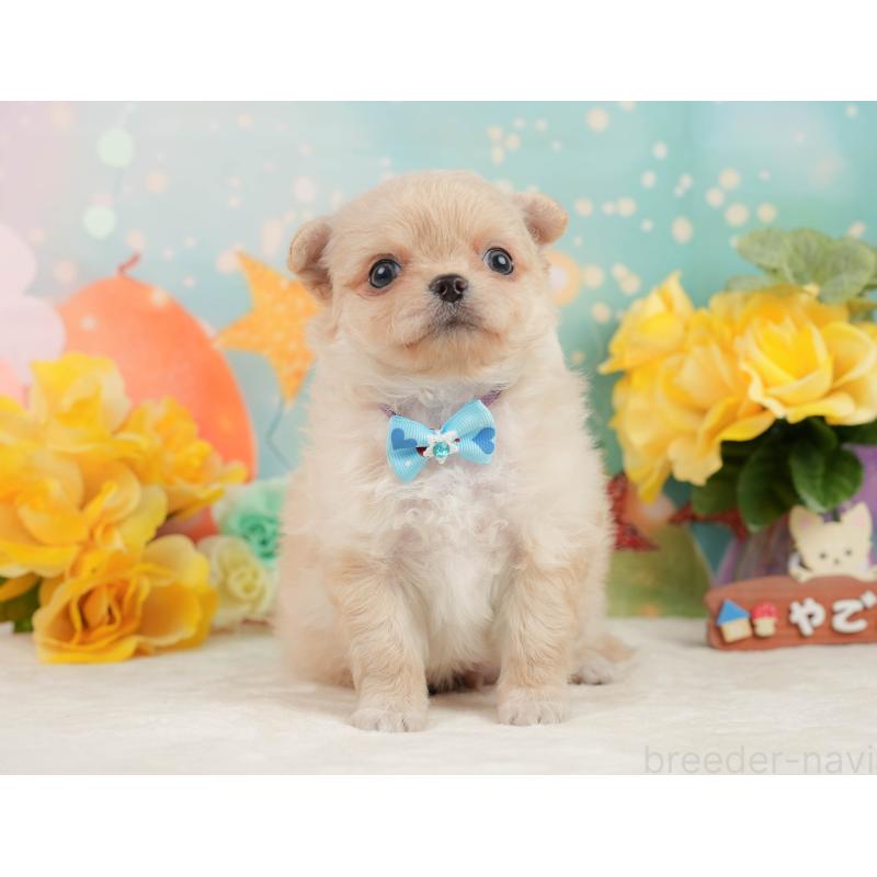 販売中の静岡県のチワワ(ロングコート)-450922の10枚目