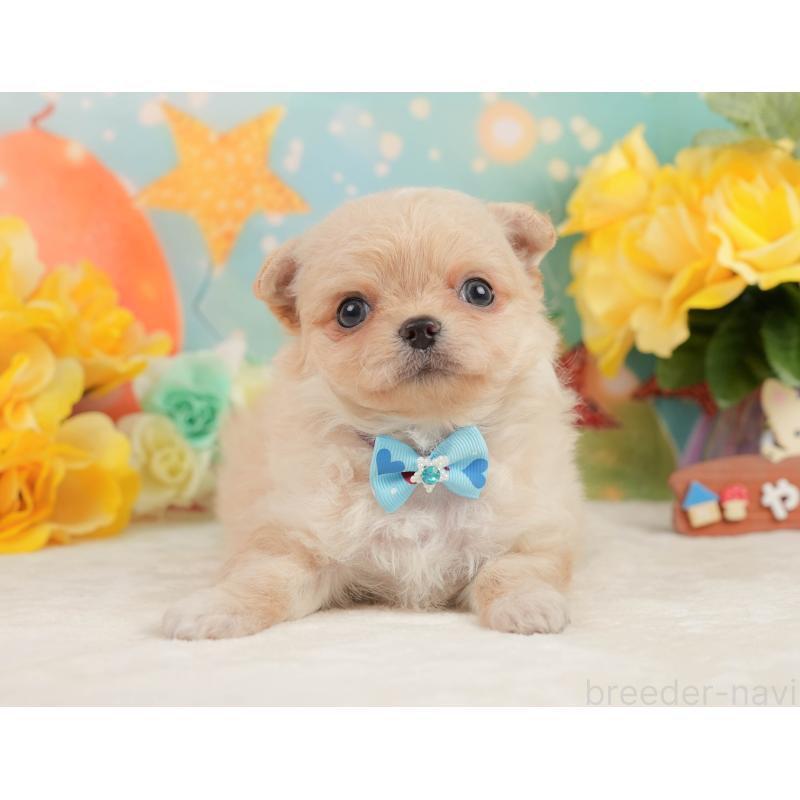 販売中の静岡県のチワワ(ロングコート)-450922の9枚目