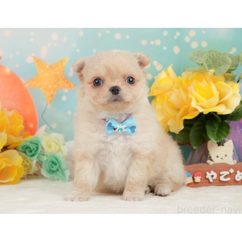 販売中の静岡県のチワワ(ロングコート)-450922の8枚目