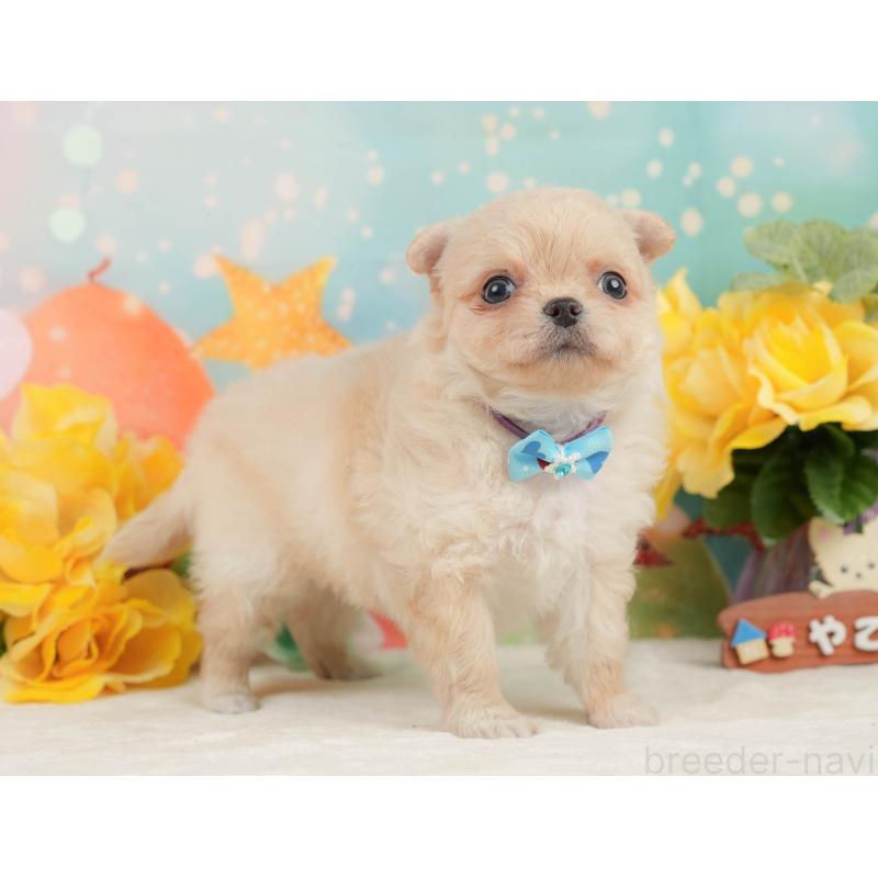 販売中の静岡県のチワワ(ロングコート)-450922の7枚目