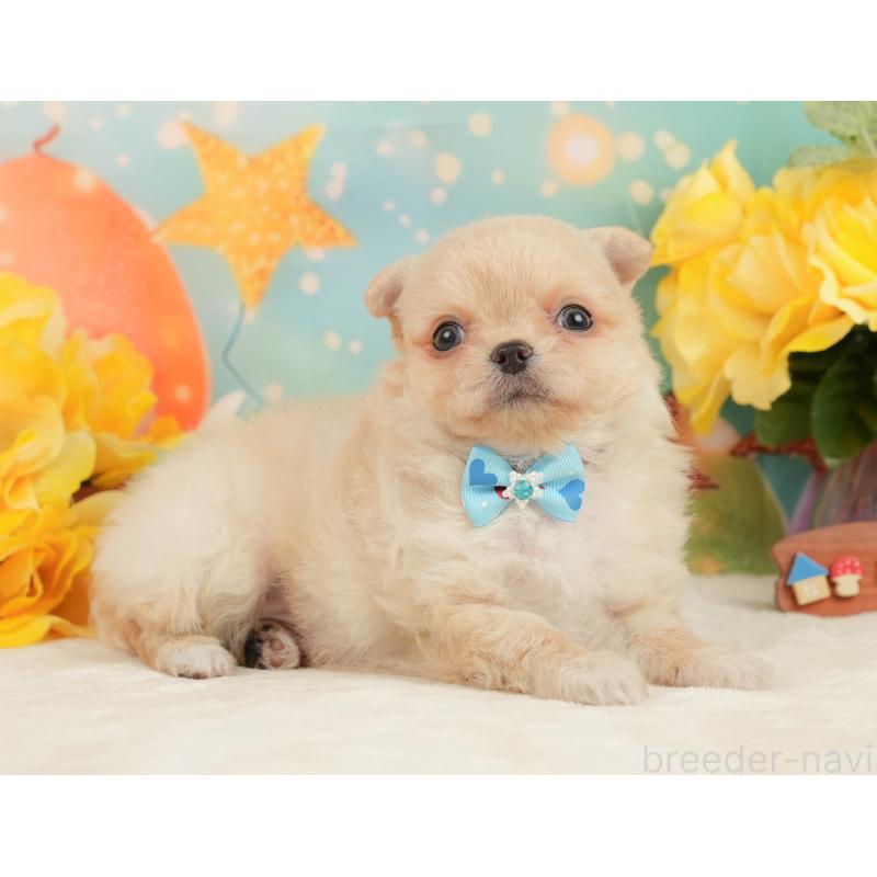 販売中の静岡県のチワワ(ロングコート)-450922の6枚目