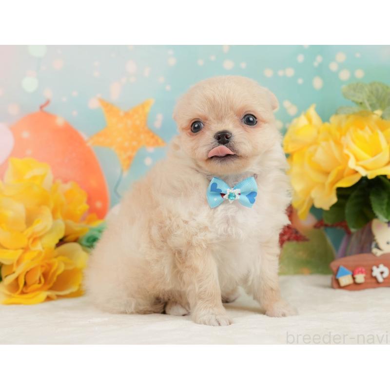 販売中の静岡県のチワワ(ロングコート)-450922の5枚目