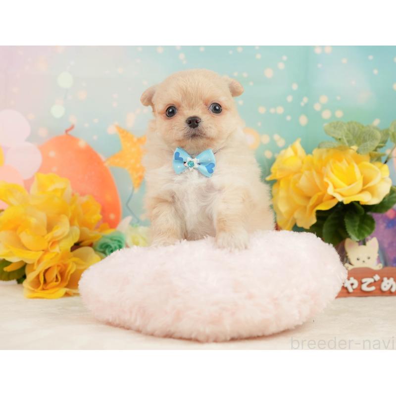 販売中の静岡県のチワワ(ロングコート)-450922の4枚目