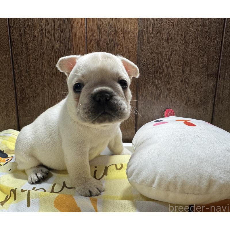販売中の長崎県のフレンチブルドッグ-449410の4枚目