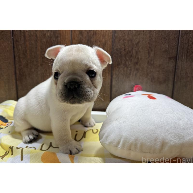 販売中の長崎県のフレンチブルドッグ-449410の3枚目