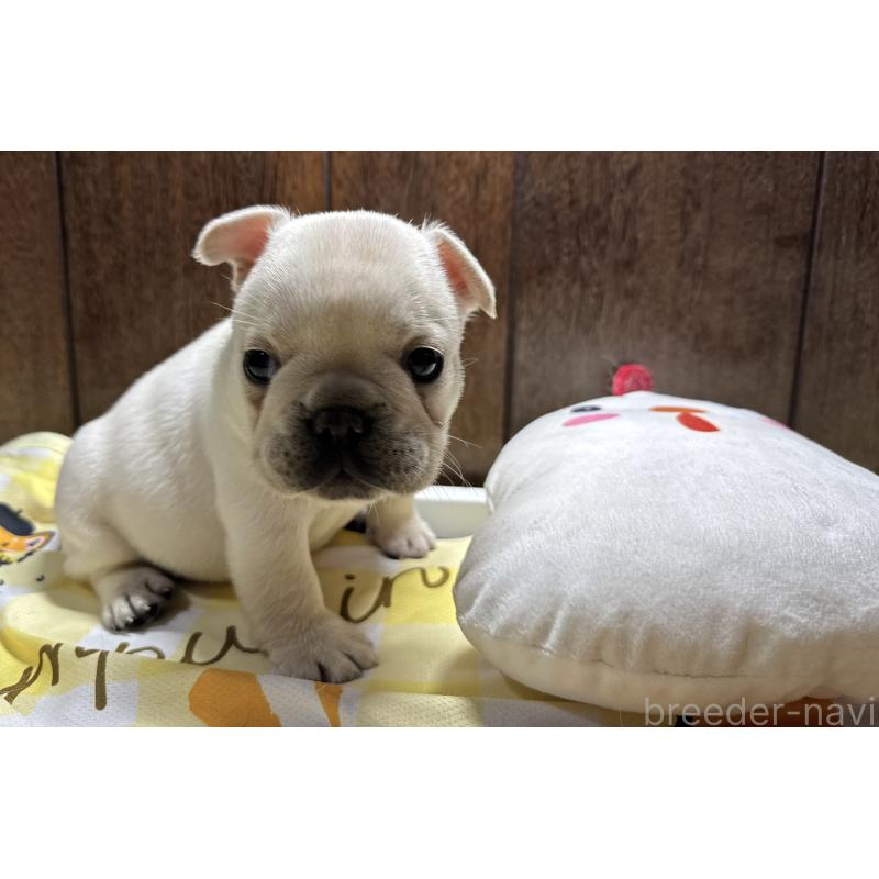 販売中の長崎県のフレンチブルドッグ-449410の2枚目