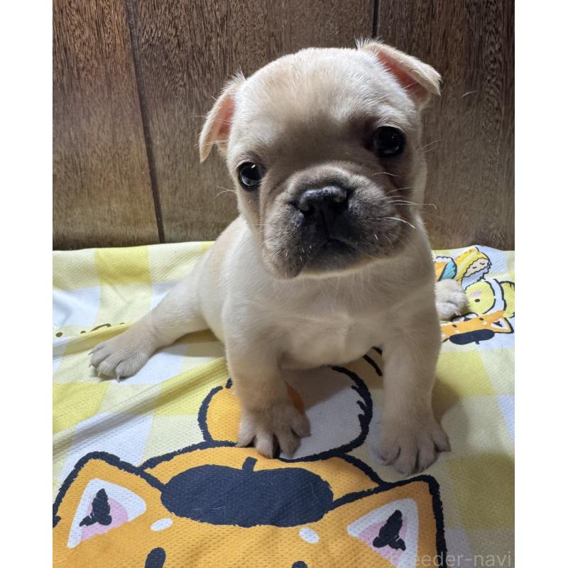 販売中の長崎県のフレンチブルドッグ-449411の4枚目