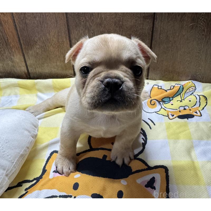 販売中の長崎県のフレンチブルドッグ-449411の3枚目