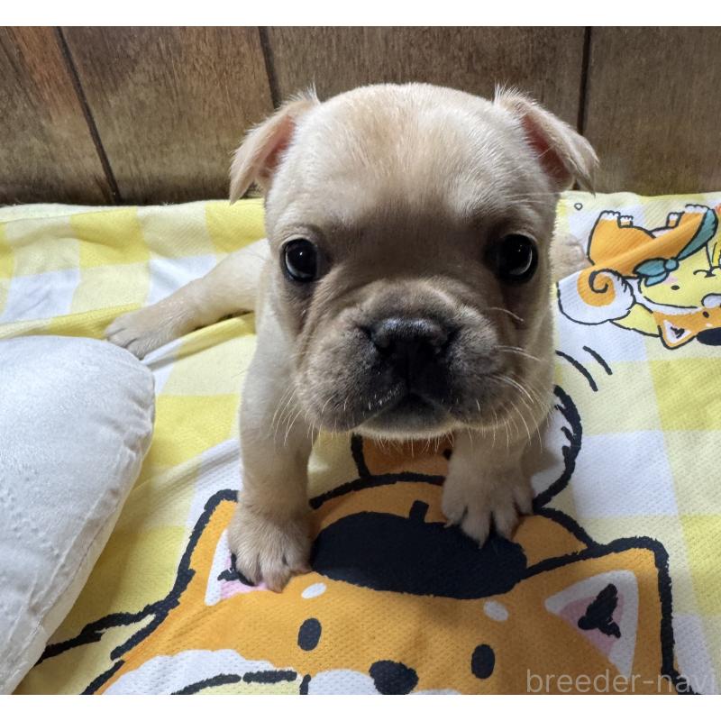 販売中の長崎県のフレンチブルドッグ-449411の2枚目