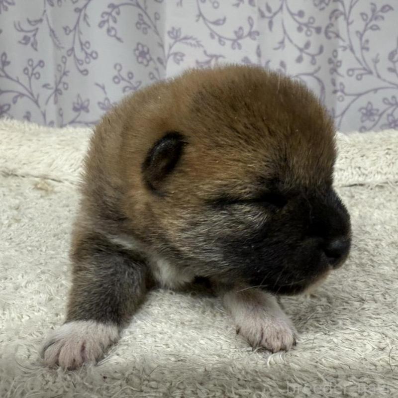 販売中の長野県の柴犬-449412の4枚目