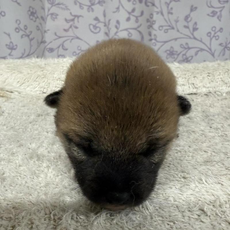 販売中の長野県の柴犬-449412の3枚目