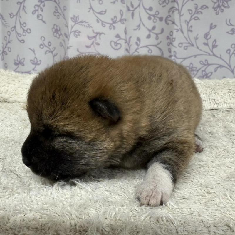 販売中の長野県の柴犬-449412の2枚目