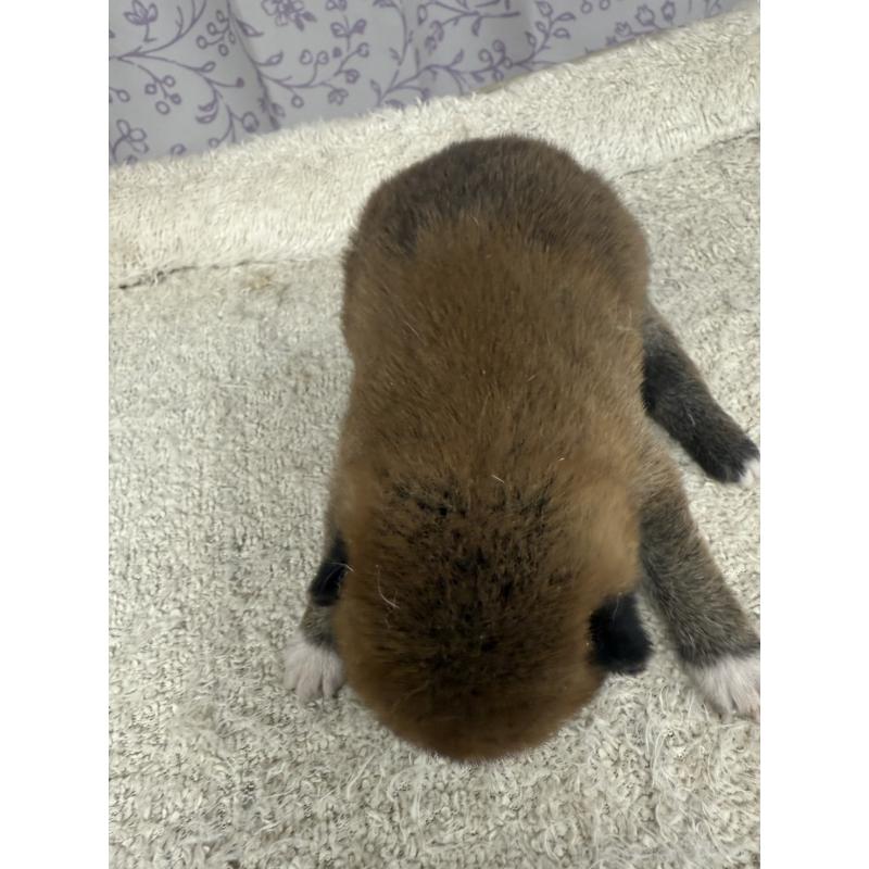 販売中の長野県の柴犬-449413の4枚目