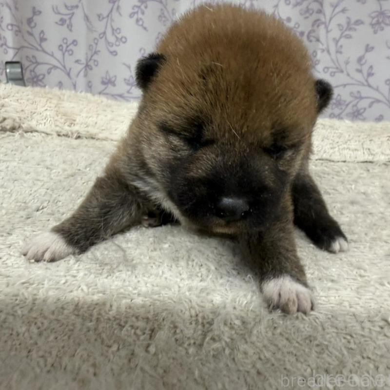 販売中の長野県の柴犬-449413の1枚目