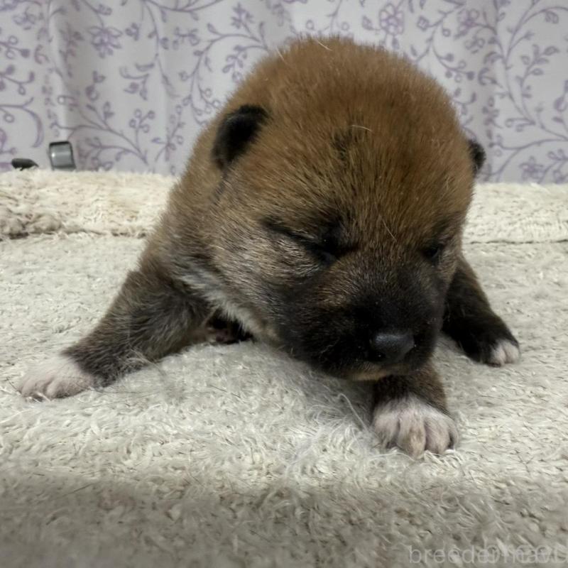 販売中の長野県の柴犬-449413の3枚目