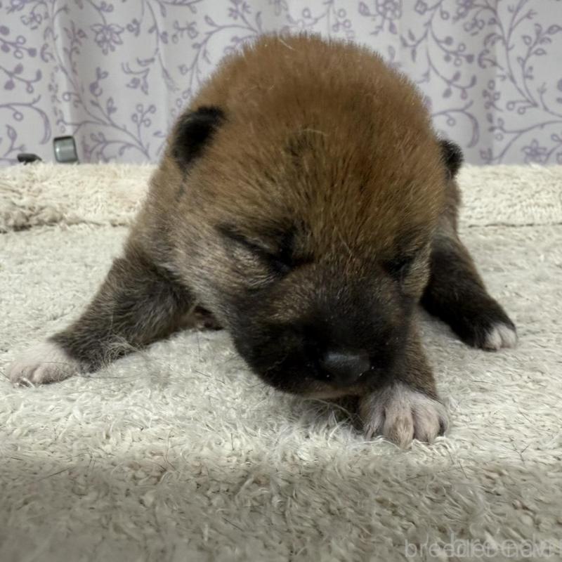 販売中の長野県の柴犬-449413の2枚目