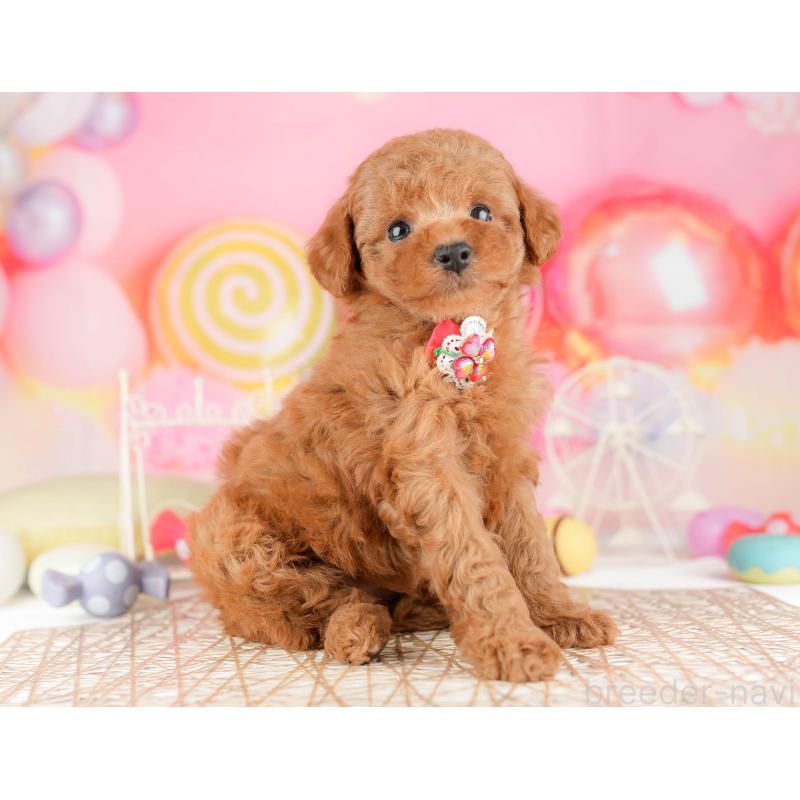 販売中の東京都のトイプードル-449838の7枚目