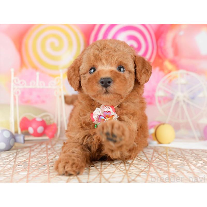 販売中の東京都のトイプードル-449838の6枚目