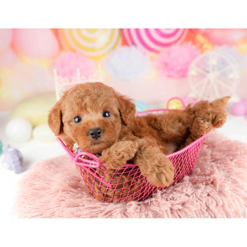 販売中の東京都のトイプードル-449838の5枚目