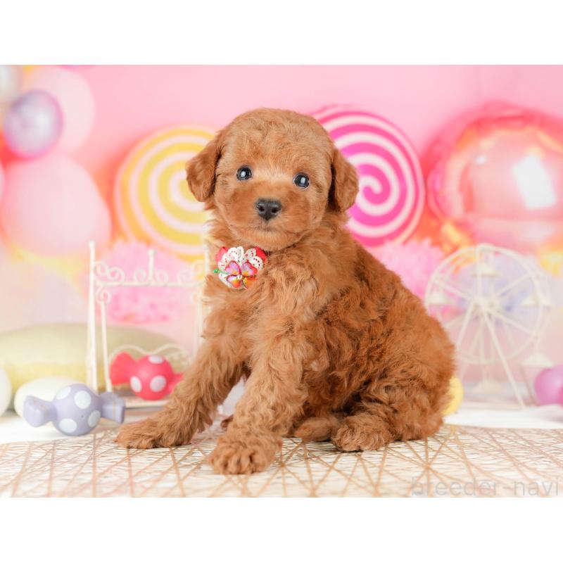 販売中の東京都のトイプードル-449838の3枚目