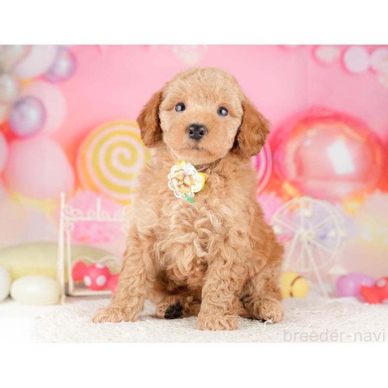 販売中の東京都のトイプードル-449839の8枚目