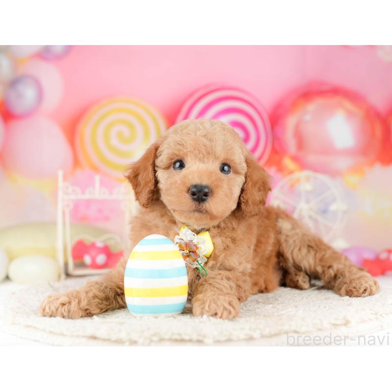 販売中の東京都のトイプードル-449839の7枚目