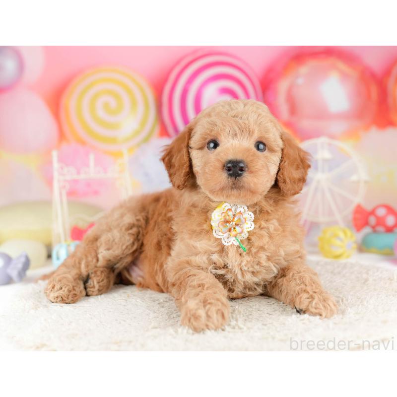 販売中の東京都のトイプードル-449839の6枚目