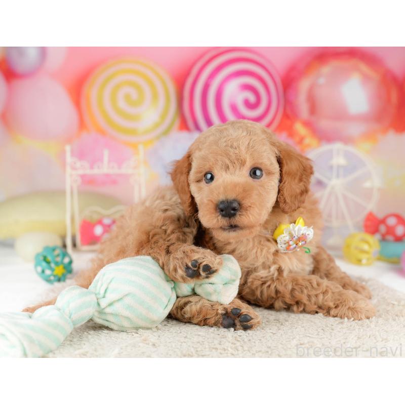 販売中の東京都のトイプードル-449839の5枚目