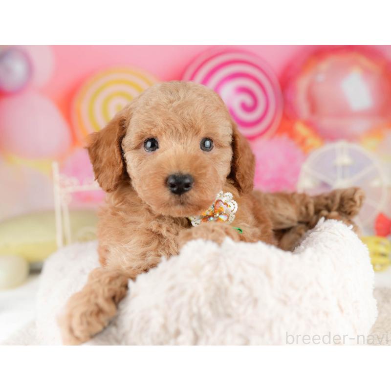 販売中の東京都のトイプードル-449839の4枚目