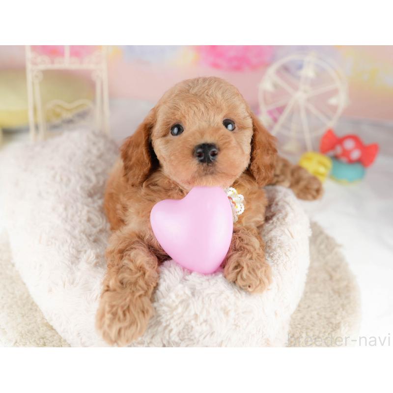 販売中の東京都のトイプードル-449839の3枚目