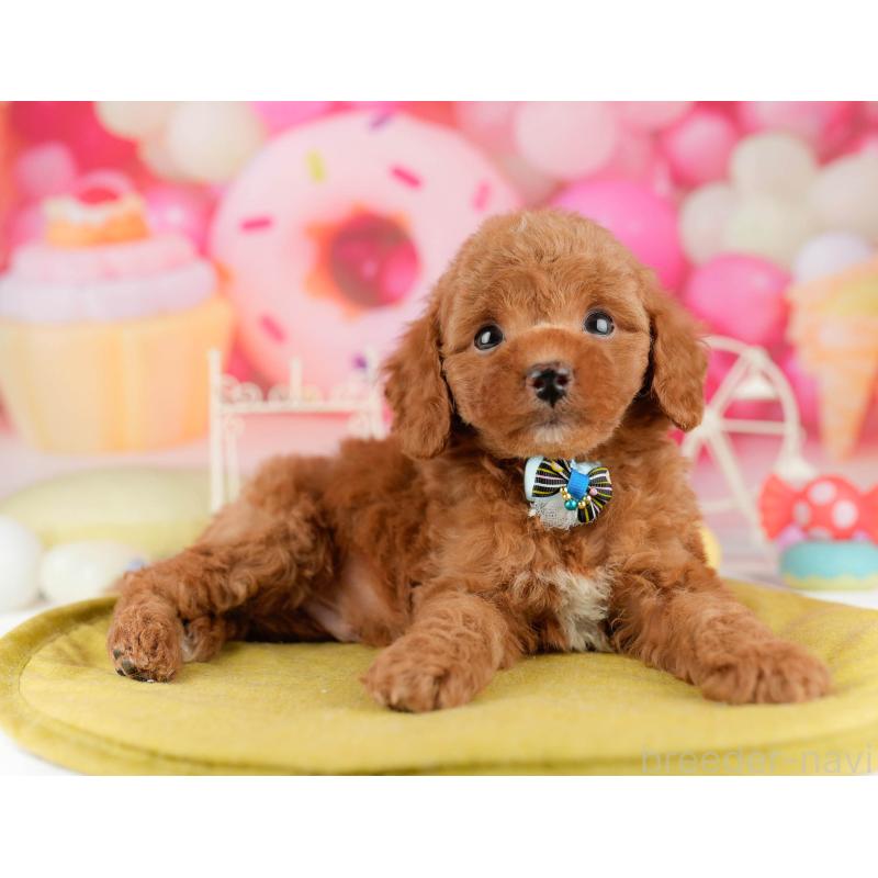 販売中の東京都のトイプードル-449868の7枚目